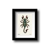 Scorpion Old School Traditional Tattoo Flash Print A5