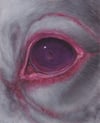 unblind  (4x5, 8x10, 11x14 inches) fine art print