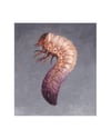 grob (4x5, 8x10 inches) fine art print