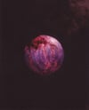 ovva (4x5, 8x10, 11x14 inches) fine art print