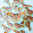 Moth Sticker Image 3