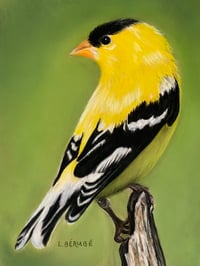 Yellow Finch