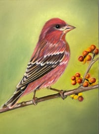 Purple Finch