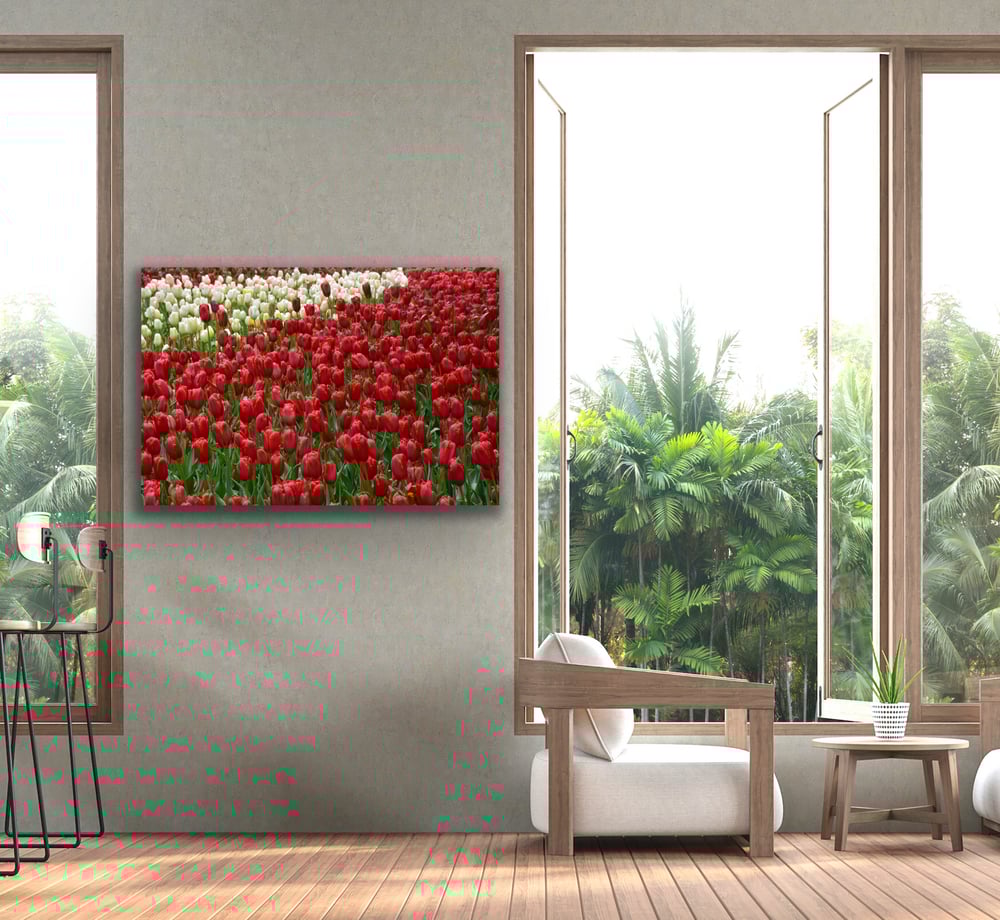 Image of Dutch tulips