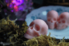 Crystal Skulls - Vibrantly Scented Soy Wax Melts with Hidden Gems
