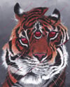 slabtiger (4x5, 8x10, 11x14, or 13x16 inches) fine art print