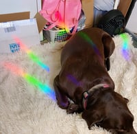 Image 3 of Moth Suncatcher, Rainbow Maker Decal