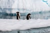 Gentoo Penguins on Ice