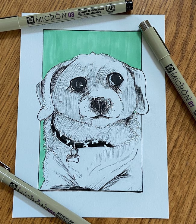 Pet Portraits