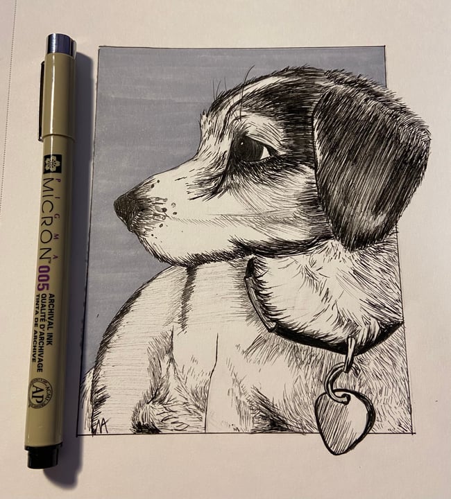 Pet Portraits
