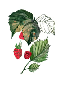Image 3 of ogu un augļu plakāts