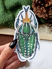 Image 3 of Mecynorhina Beetle Bumper Sticker 