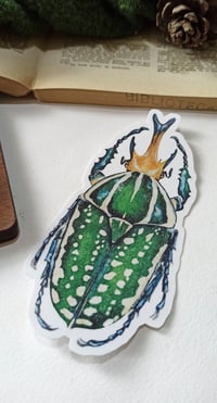 Image 4 of Mecynorhina Beetle Bumper Sticker 