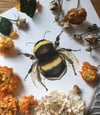 Bumblebee