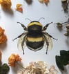 Bumblebee