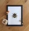 Bumblebee