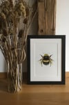 Bumblebee