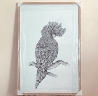 Image 1 of Maurice the Red-tailed Black Cockatoo