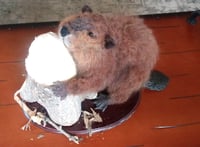 Image 1 of Beaver