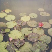 Image of lily pads polaroid print