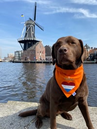 Image 4 of Koningsdag Heart Bandana 