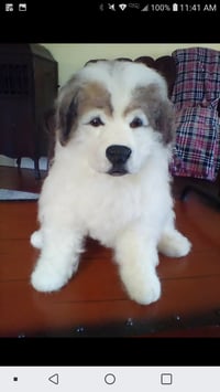 Image 3 of 15" Great Pyrenees sitting puppy 