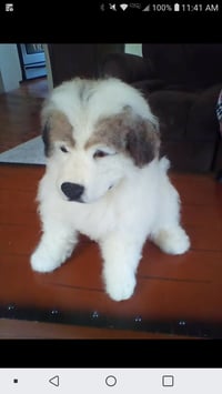 Image 4 of 15" Great Pyrenees sitting puppy 