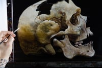 Image 3 of Human Skull