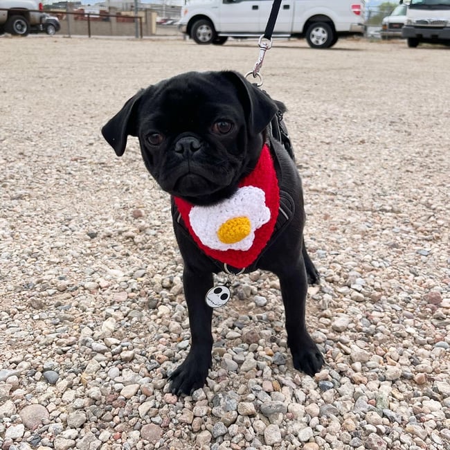 Egg Bandana (made to order)