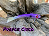 Purple Cisco Ripper Minnow     WP107