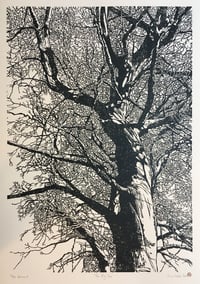 Image 1 of The Big Tree (version 3)