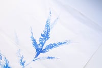 Image 3 of Flor Azul