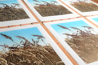 Image 4 of The Long Grass (version 1)