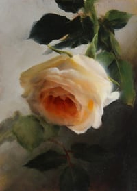 Orange study 2