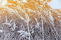 Image 5 of The Long Grass (version 3)