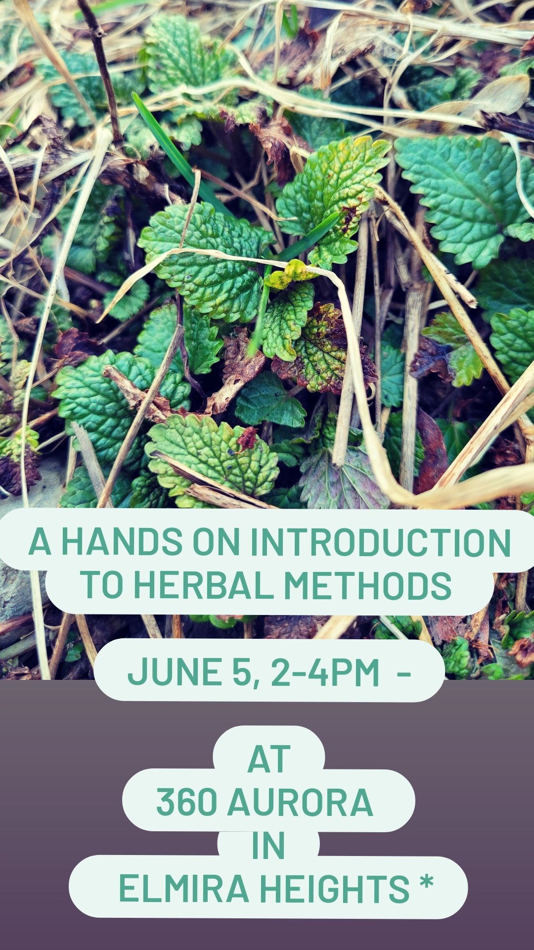 Image of A Hands on Introduction to Herbal Methods *  June 5, 2-4pm  -  Elmira Heights *