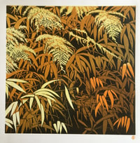 Image 1 of Autumn Ferns
