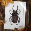 Stag Beetle - Mini Print