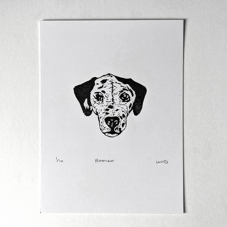 Romeo (Dalmatian) Image 2