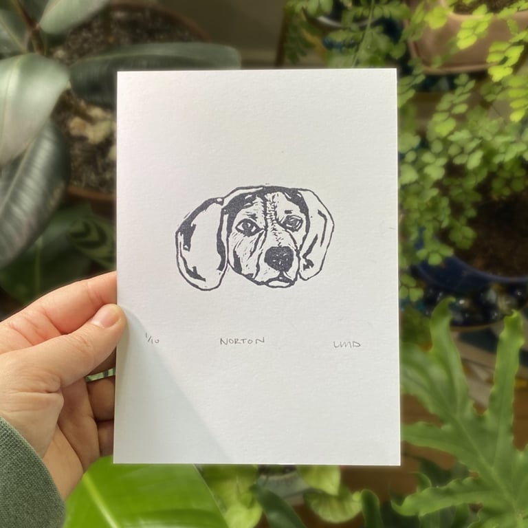 Norton (Beagle)