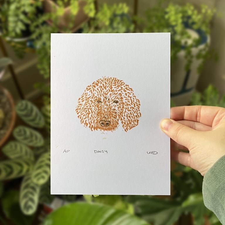 Daisy (Poodle)