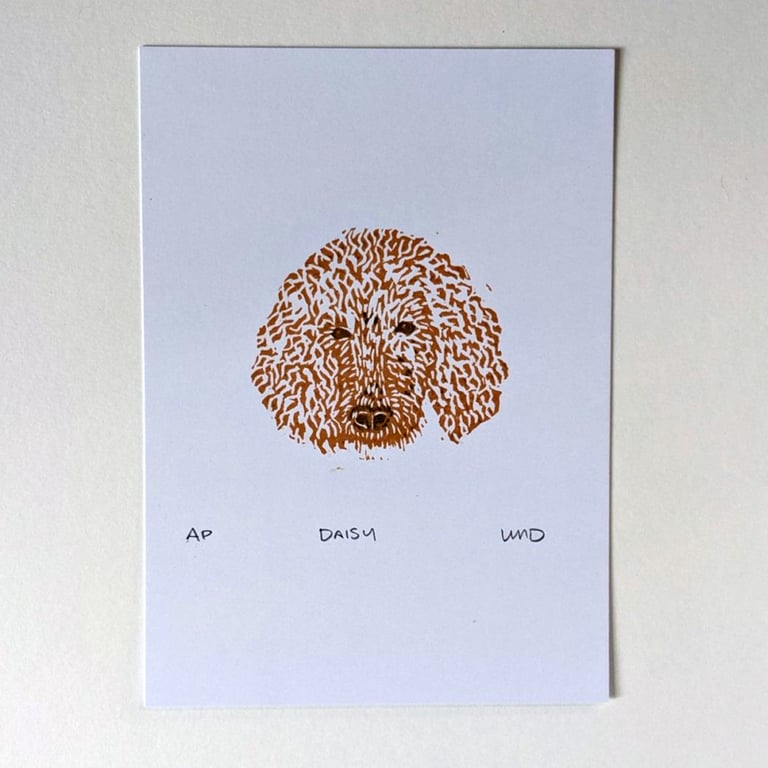 Daisy (Poodle) Image 2