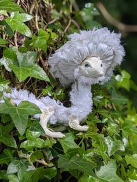 Image 5 of Elain the Lacecap Dragon