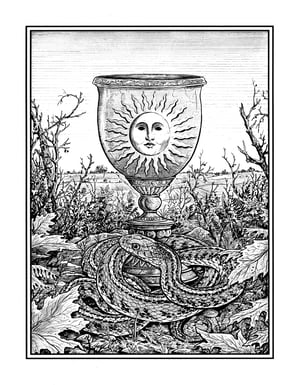 Sun Cup and Garter Snake · Original Art