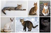 Kittens & Cats - Adoption Ready! =)
