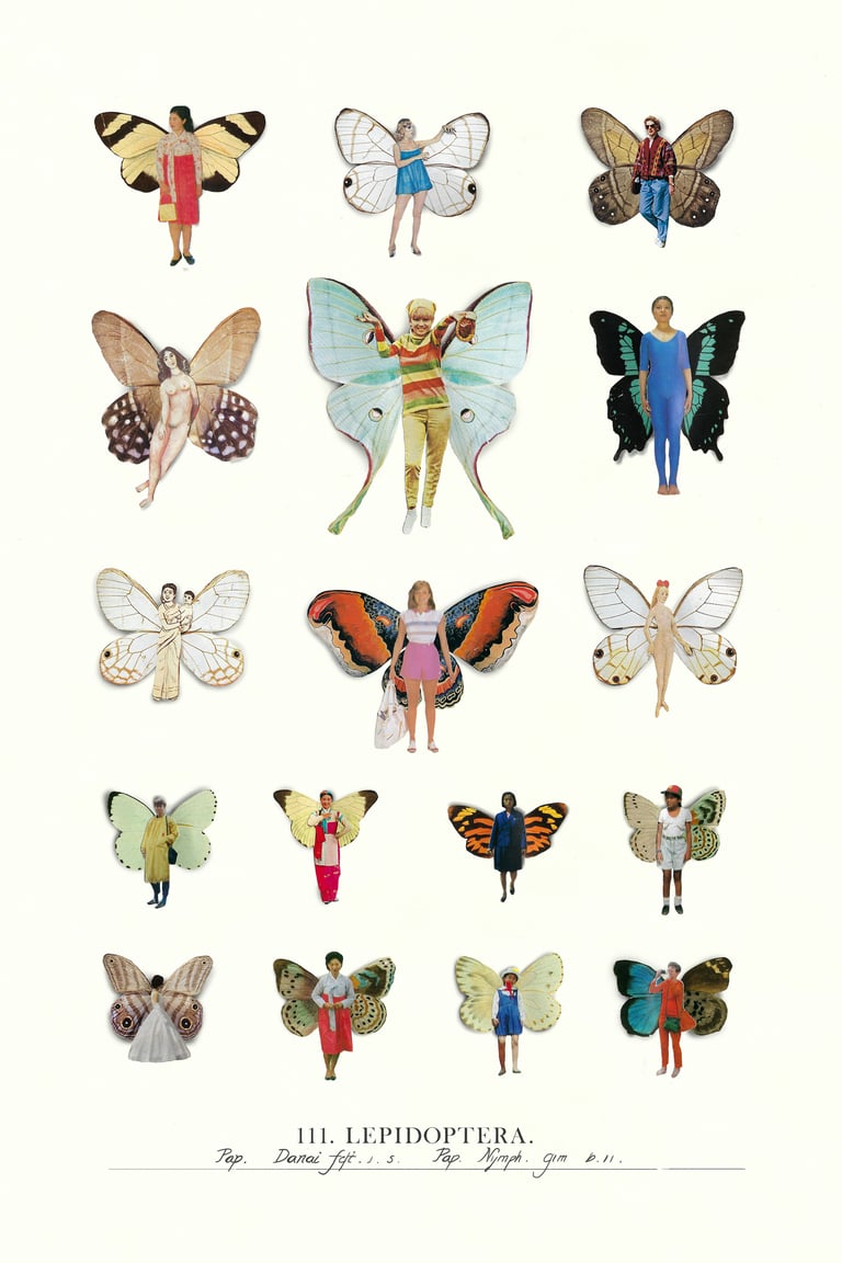 Lepidoptera