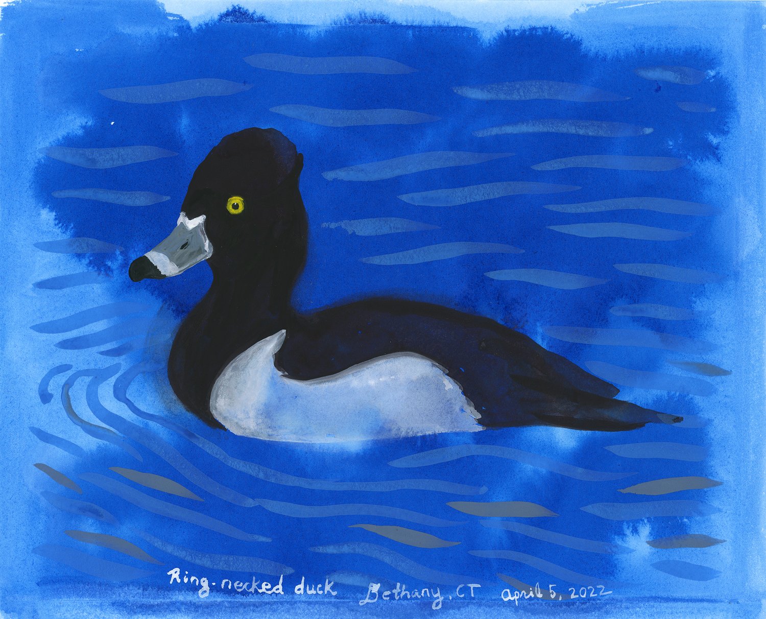 Ring-necked duck