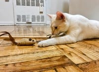 Image 2 of 👑The Armored Kingdom Medieval Cat Toys ( 7 Piece Set)