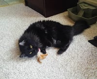 Image 4 of 👑The Armored Kingdom Medieval Cat Toys ( 7 Piece Set)