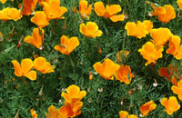 Image 2 of Californian Poppies